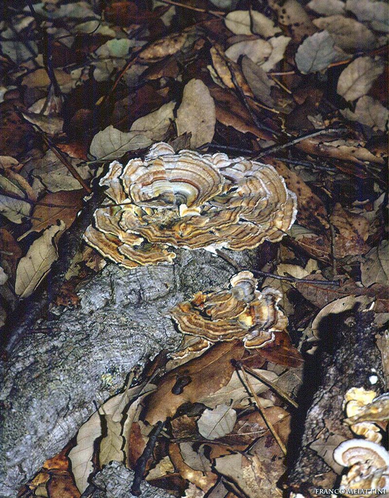 Trametes (Trametes versicolor)